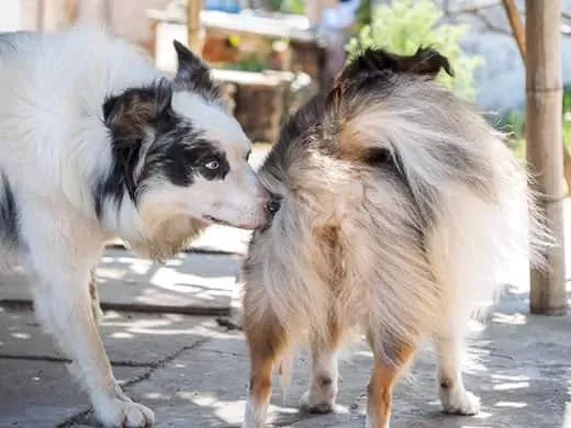 Can A Dog Be Spayed While in Heat