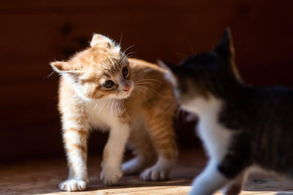 How to Stop My Cat from Bullying My Other Cat