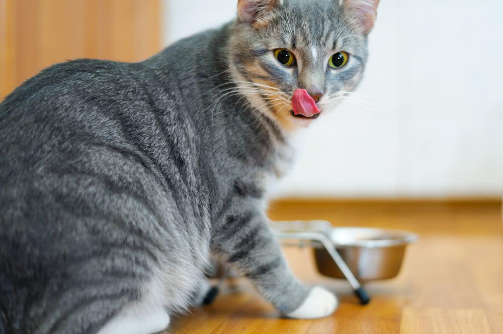 What Is Taurine in Cat Food
