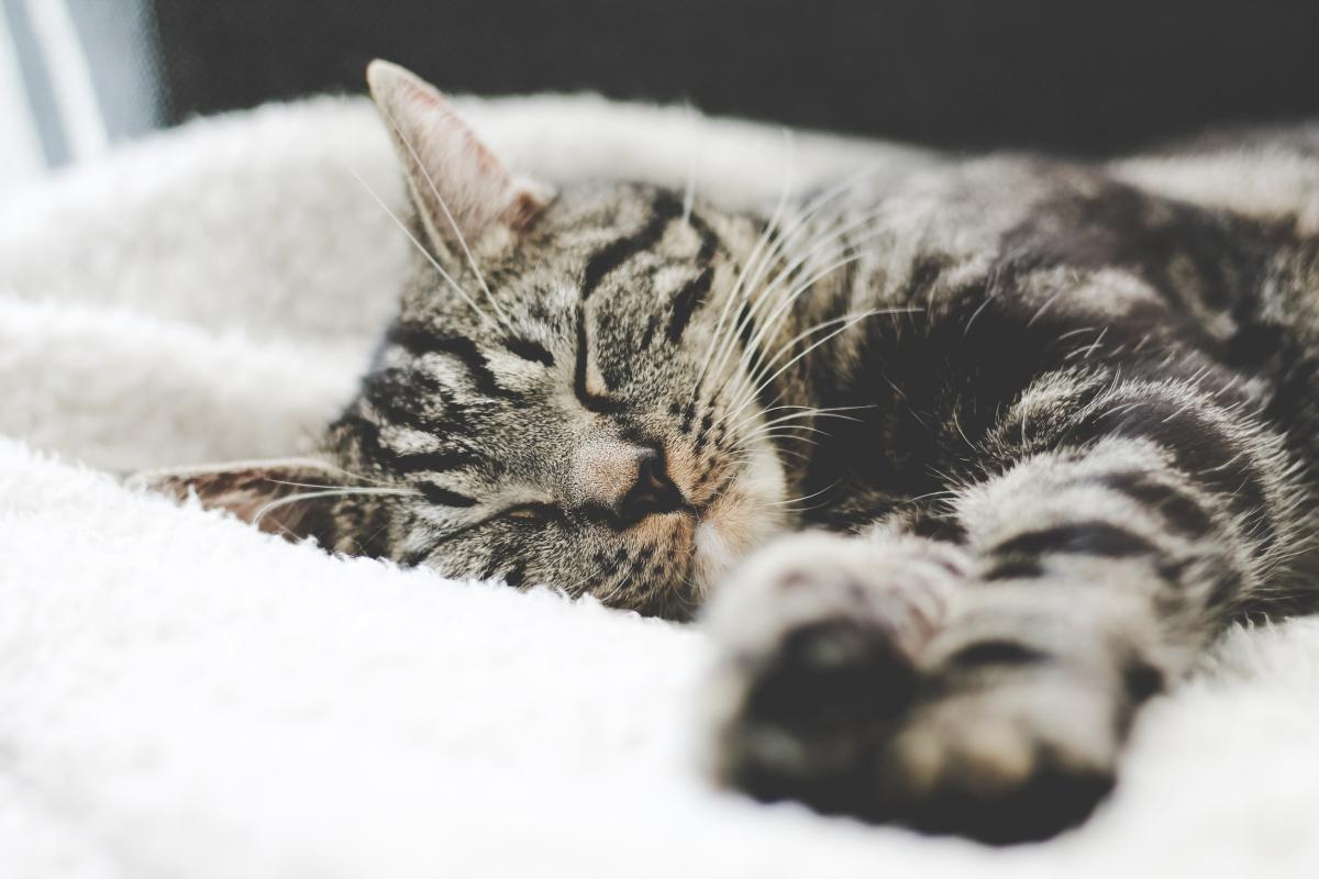 Is It Normal for Cats to Sleep All Day