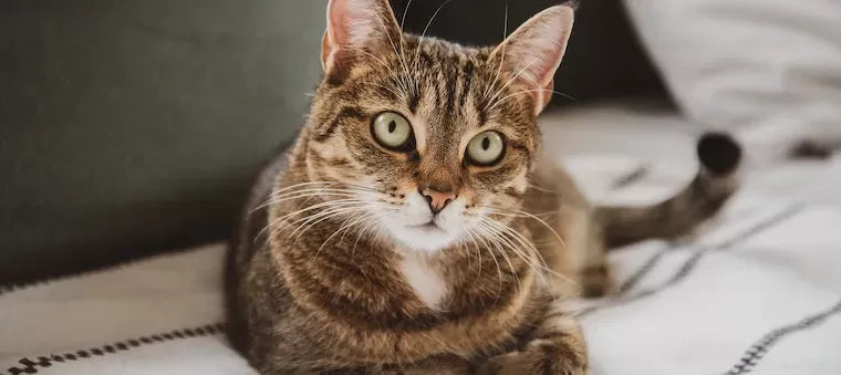 How to Know How Old A Cat Is