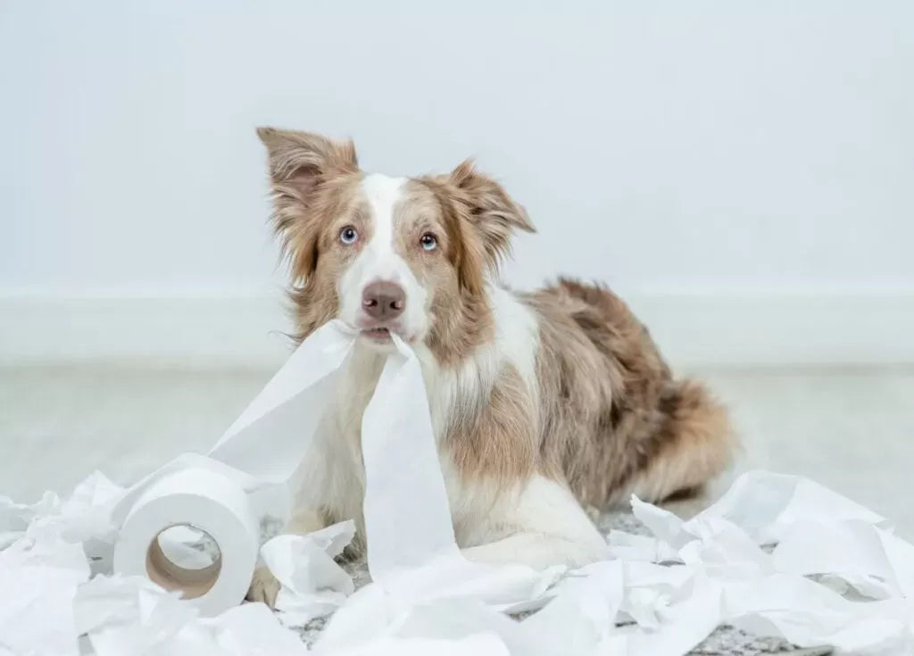 When Is Dog Diarrhea an Emergency: Recognizing the Signs and Taking Action
