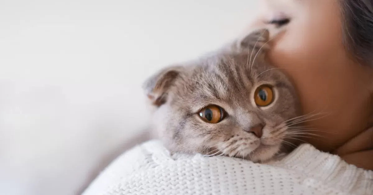 Unraveling the Mystery of Why Cats Smell So Good