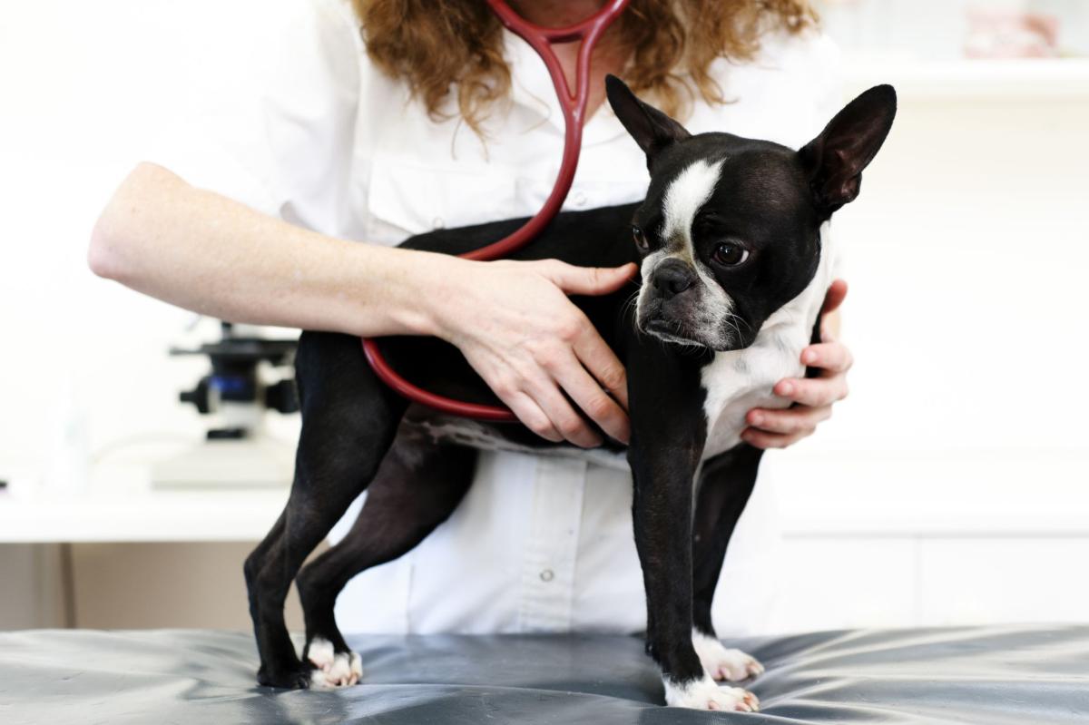 Meningitis in Dogs