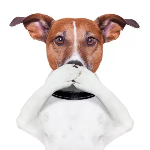 How to Treat Dog Breath Stinks