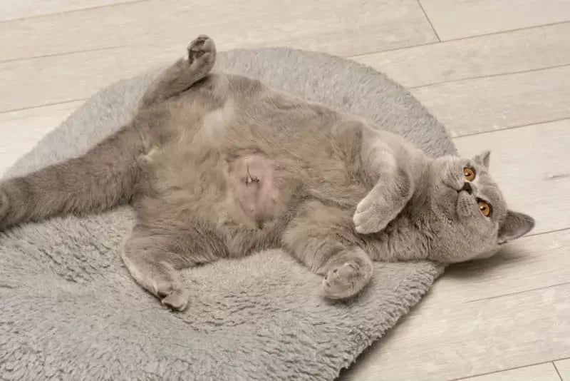 Hernia in Cats Treatment