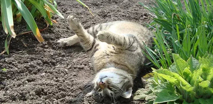 Why Do Cats Roll in Dirt