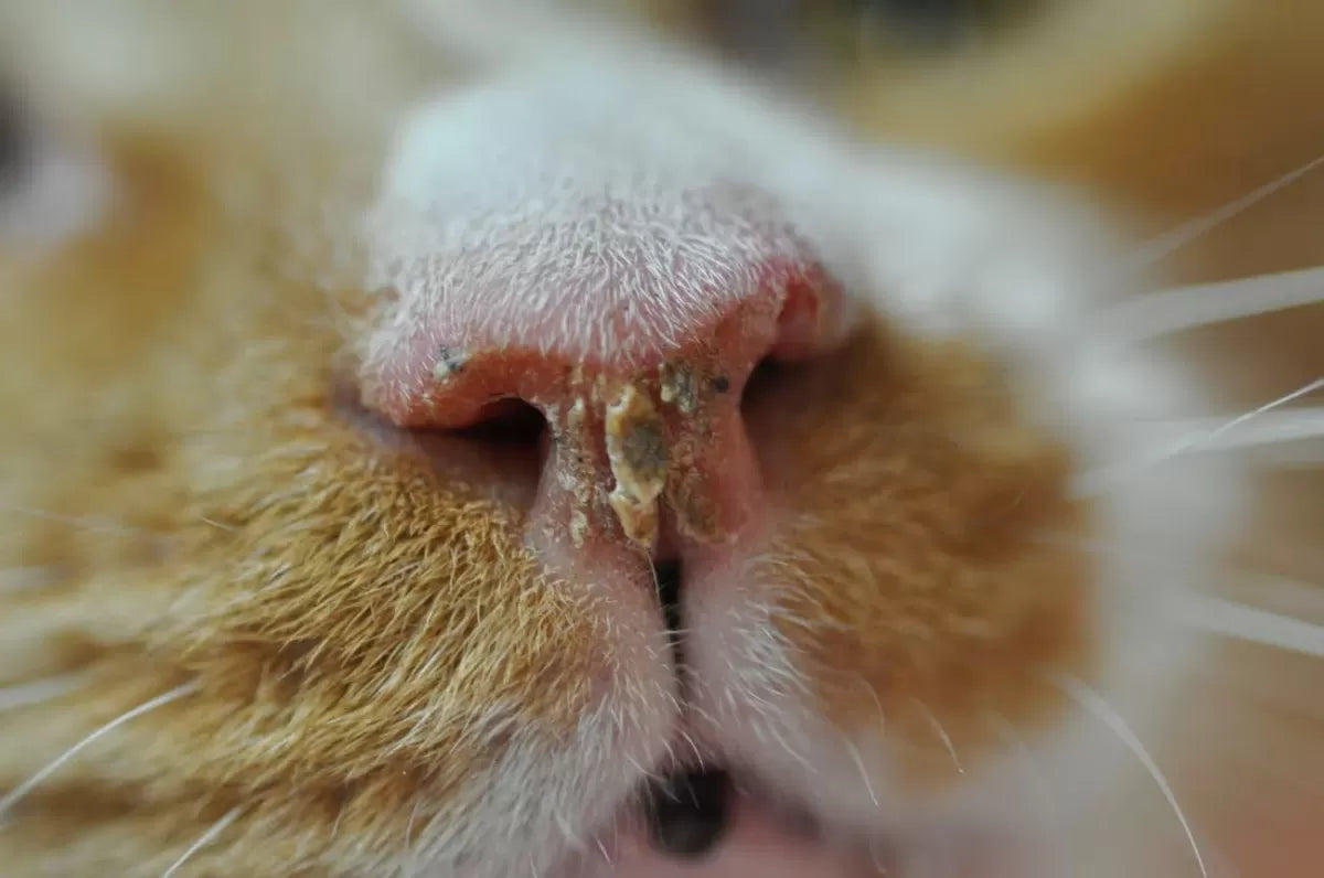 Understanding Cat Nasal Discharge: Causes, Symptoms, and Treatment