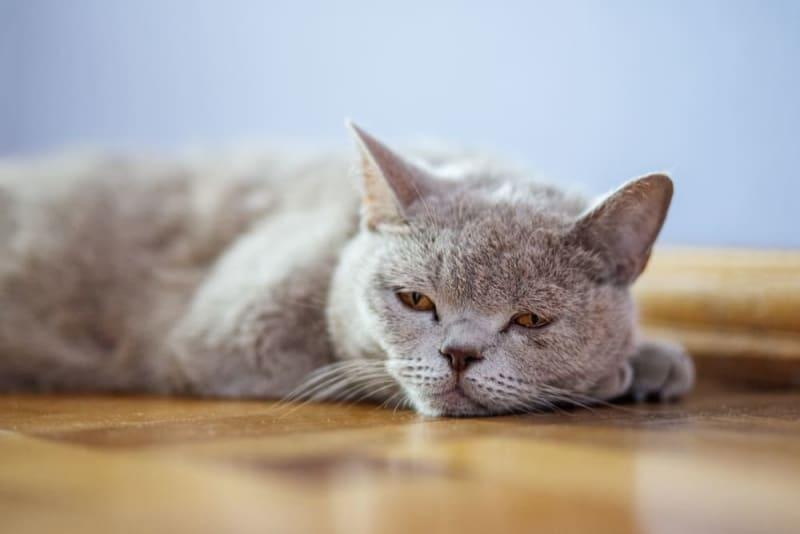 How to Hydrate A Cat That Won't Drink Water