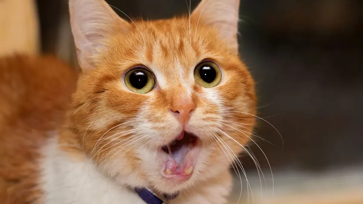 Does Cats Get Hiccups
