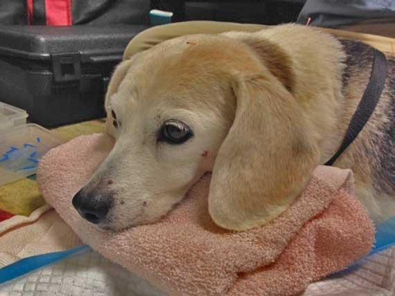 Bladder Cancer in Dogs