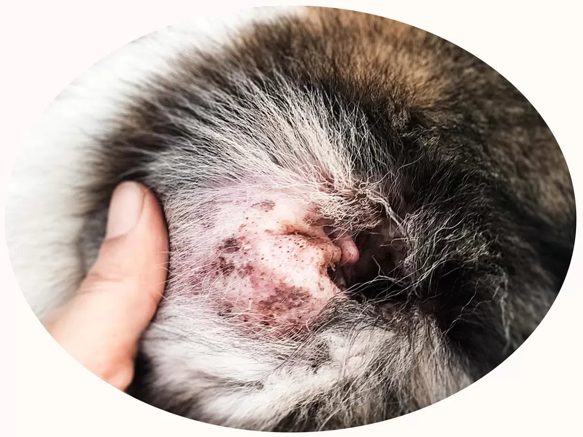 Scab Inside Dog Ear: Causes, Treatment, and Prevention