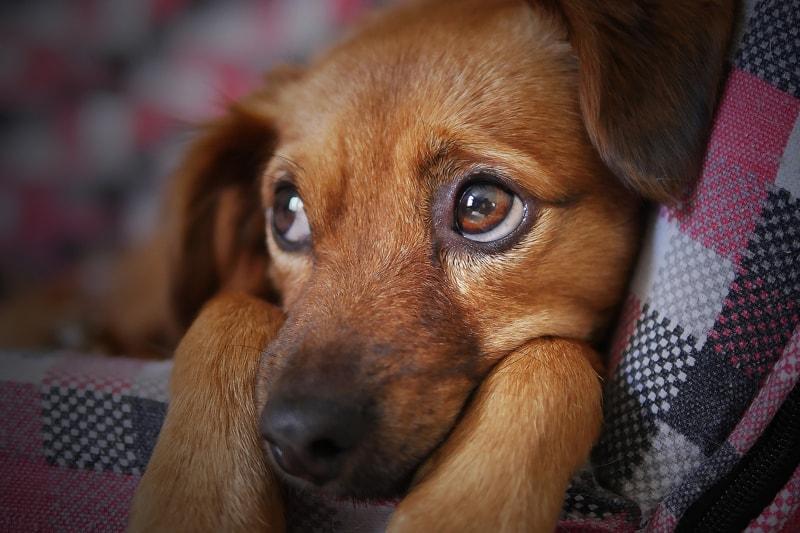 What Happens If A Dog Eats Chewing Gum