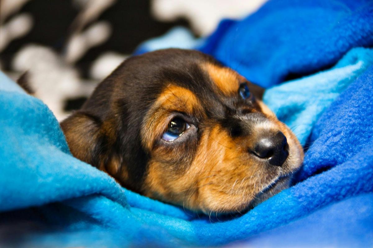 Common Pituitary Disorders in Dogs