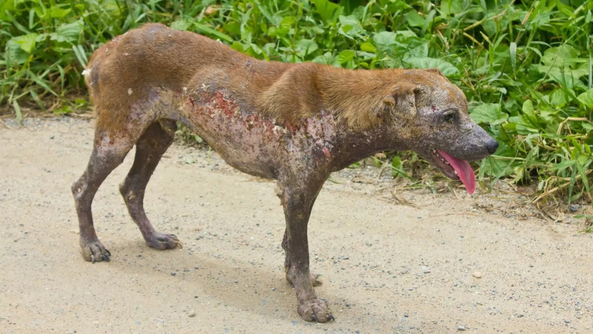 Types of Dog Skin Diseases with Pictures: A Comprehensive Guide