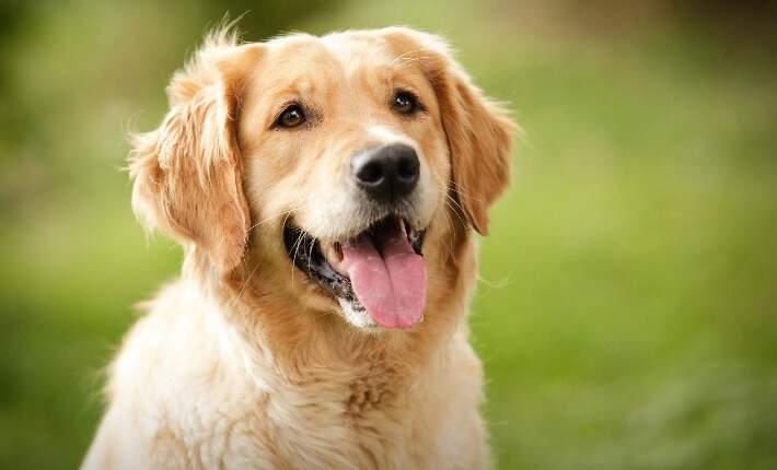 What Is Metronidazole Used for in Dogs