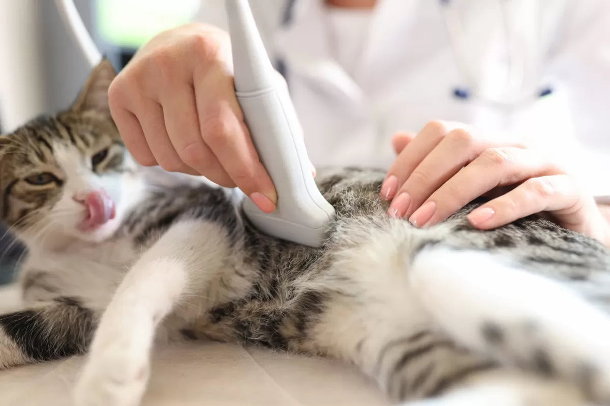 How Long Should A Cat Fast Before An Ultrasound