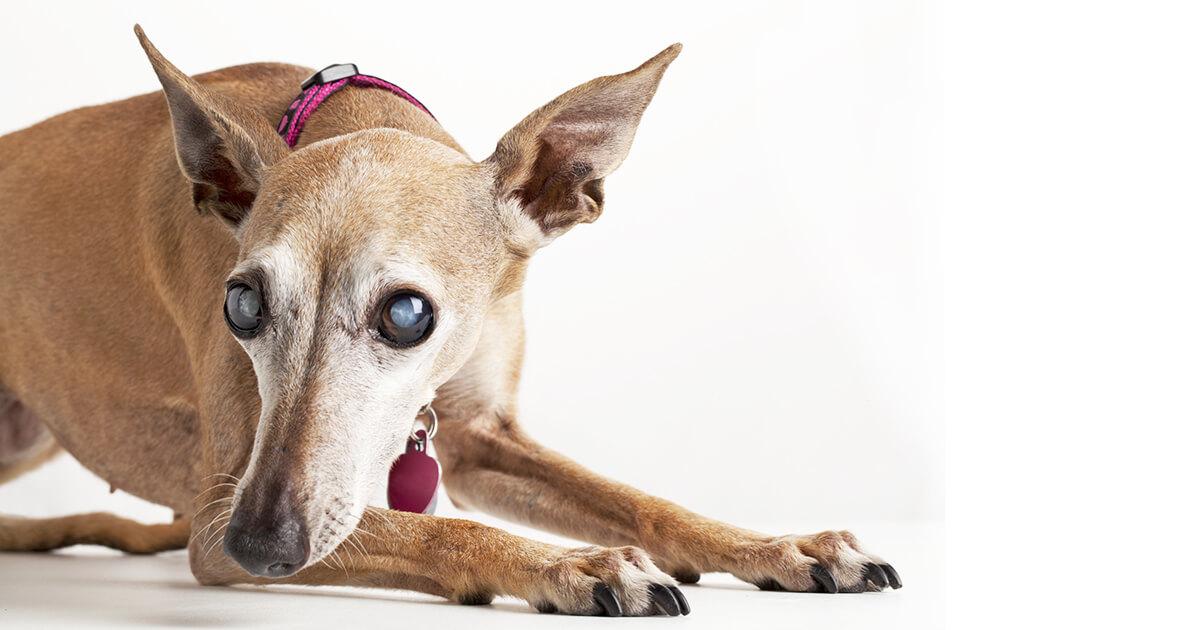 Foods That Can Make A Dog Go Blind​
