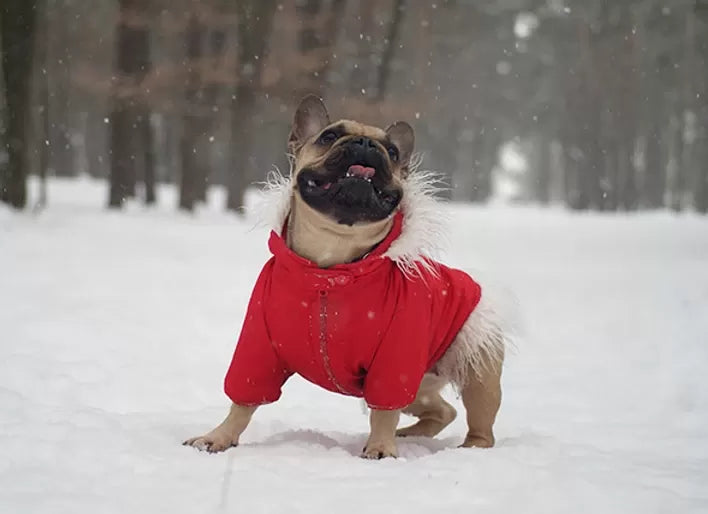 Winter Hot Spots in Dogs: Risks, Causes & Treatments