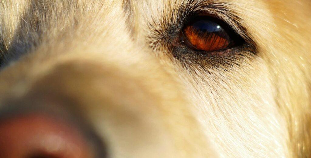 Dog Retinal Reattachment Side Effects