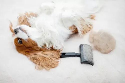 The Complete Guide to Dry Cleaning Your Dog vs. Wet Cleaning