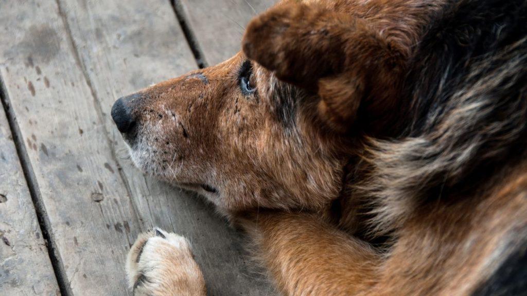 Stages of Dog Cancer Leading to Death​