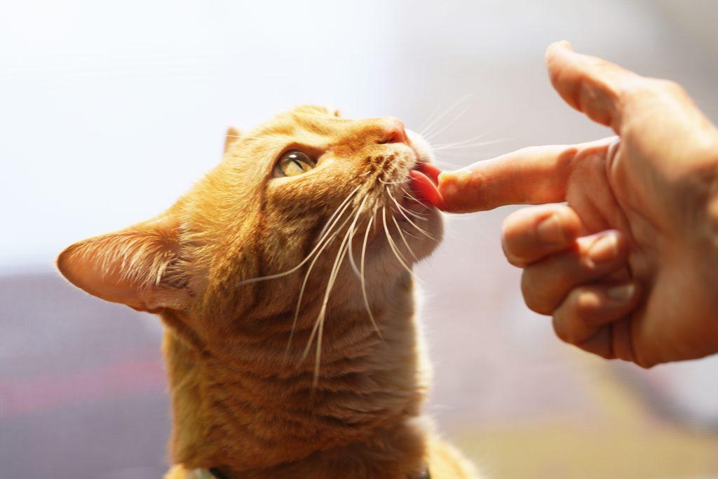 Should Cats Eat Butter