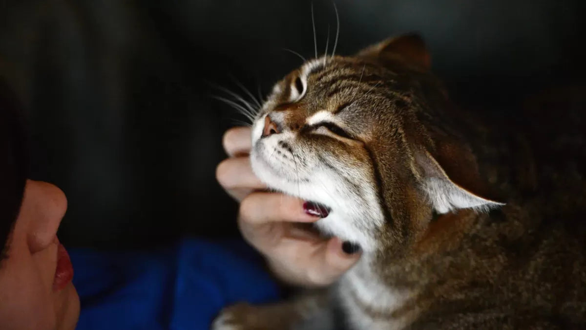 My 4-Month-Old Cat Purr So Much: Decoding The Sound