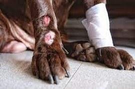 Recurring Hot Spots in Dogs: What to Do When They Keep Coming Back