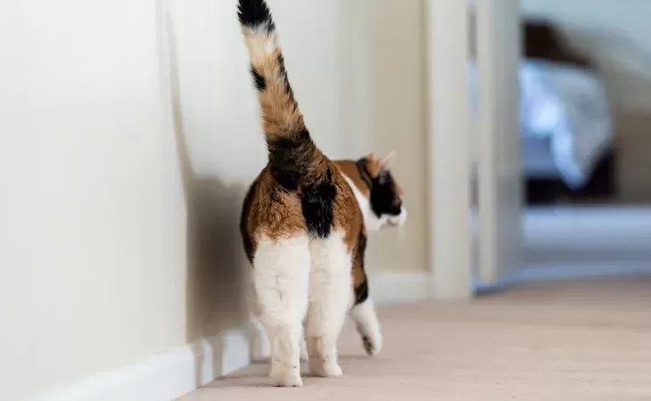A Comprehensive Guide to Anal Glands in Cats