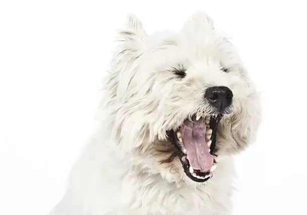 Why Dogs Tongue is White