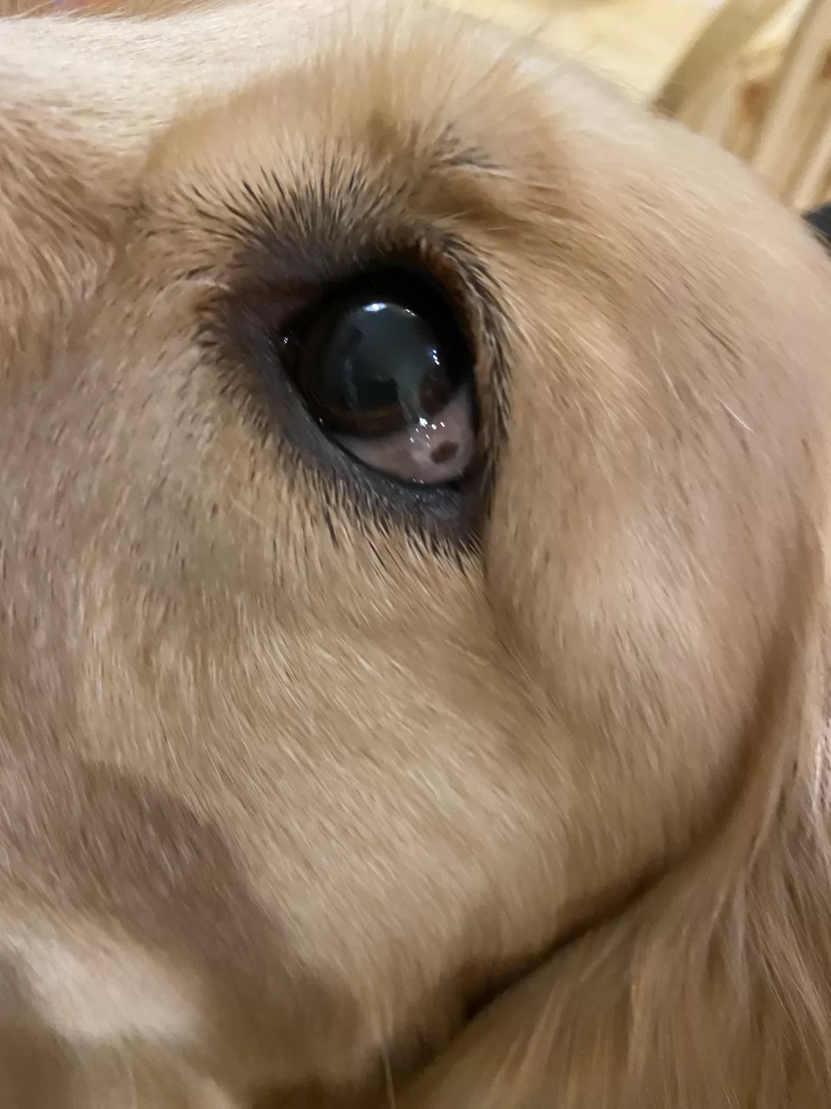 Dark Spot on Dog's Eye