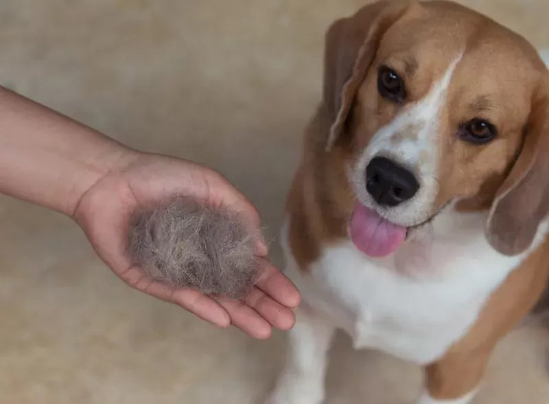 Do Beagles Shed? A Comprehensive Guide to Beagle Shedding
