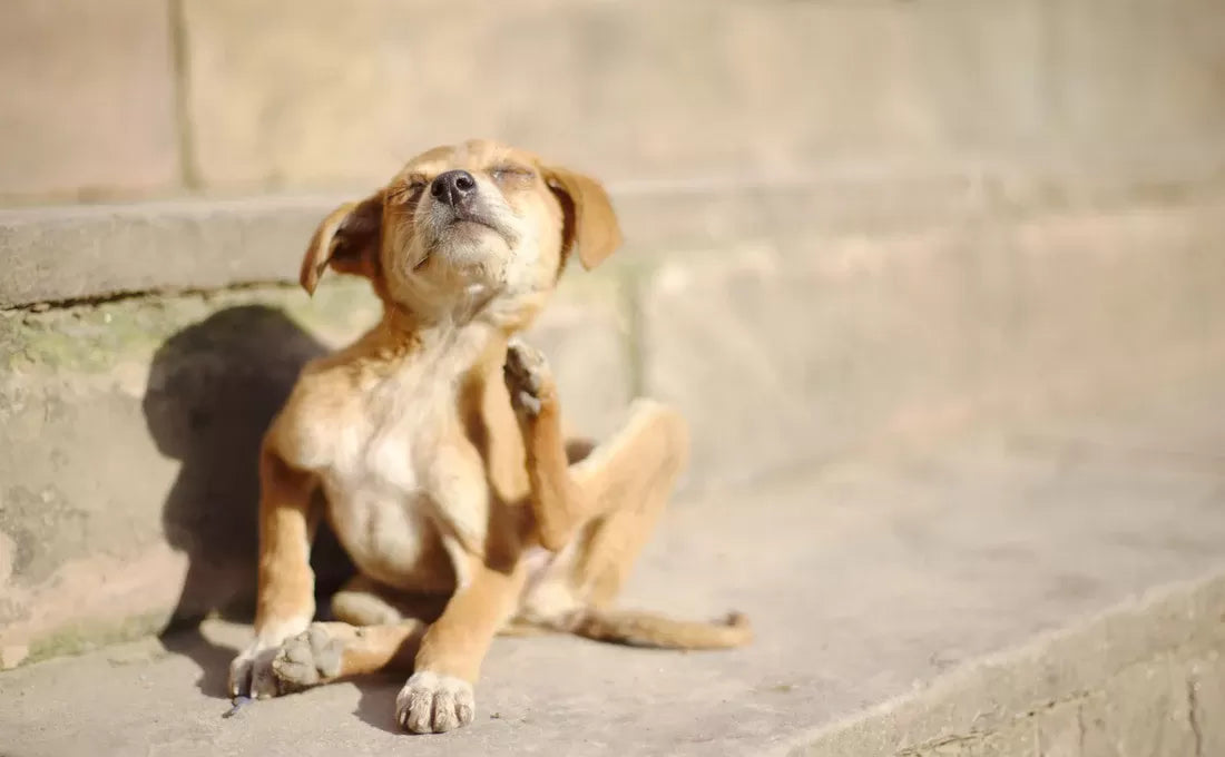 Itching Home Remedies: Natural Solutions for Your Dog's Itchy Skin