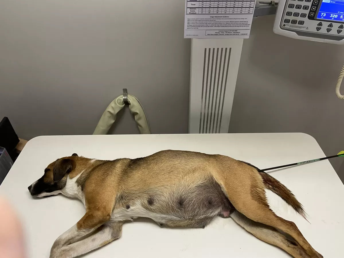 Recumbency in Dogs: Causes, Risks, and Management