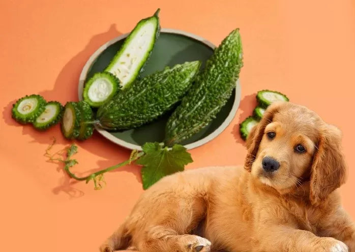 Is Ampalaya Good for Dogs
