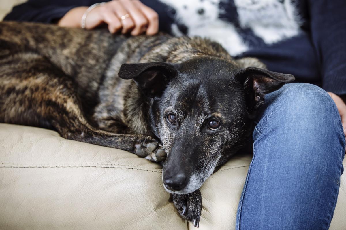 Can Dogs Pass on Tummy Bugs to Humans
