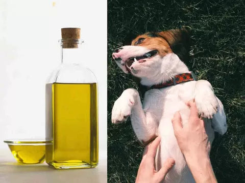 Can You Put Olive Oil on Dogs' Skin?