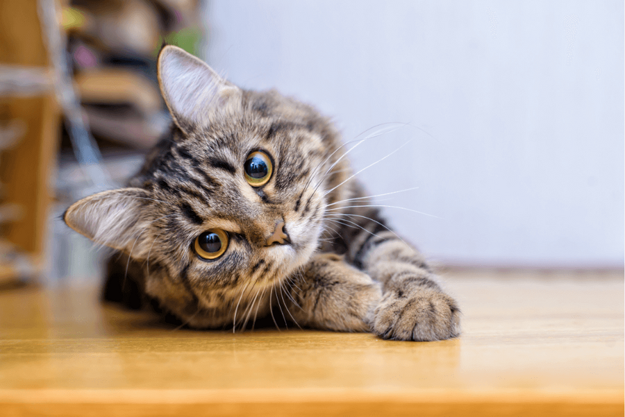 How Long Do Hot Spots Hurt Cats? – Complete Guide for Cat Owners