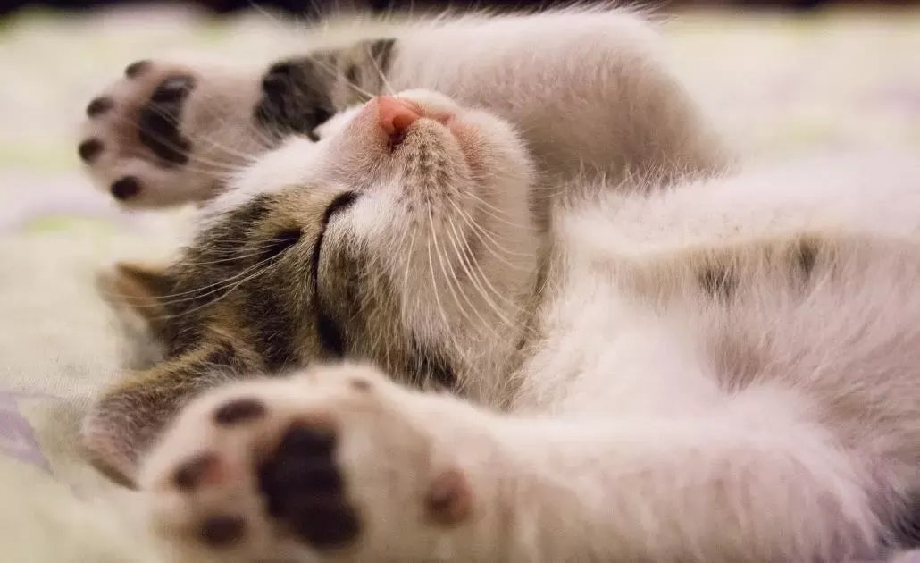 Scabs on Cats