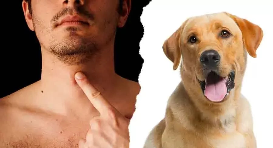 Do Dogs Have Adams Apples? Affirmative Answer
