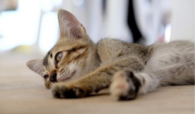 Exploring Feline Leukemia​