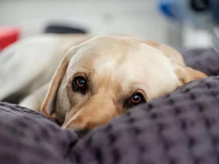Lung Disease in Dogs