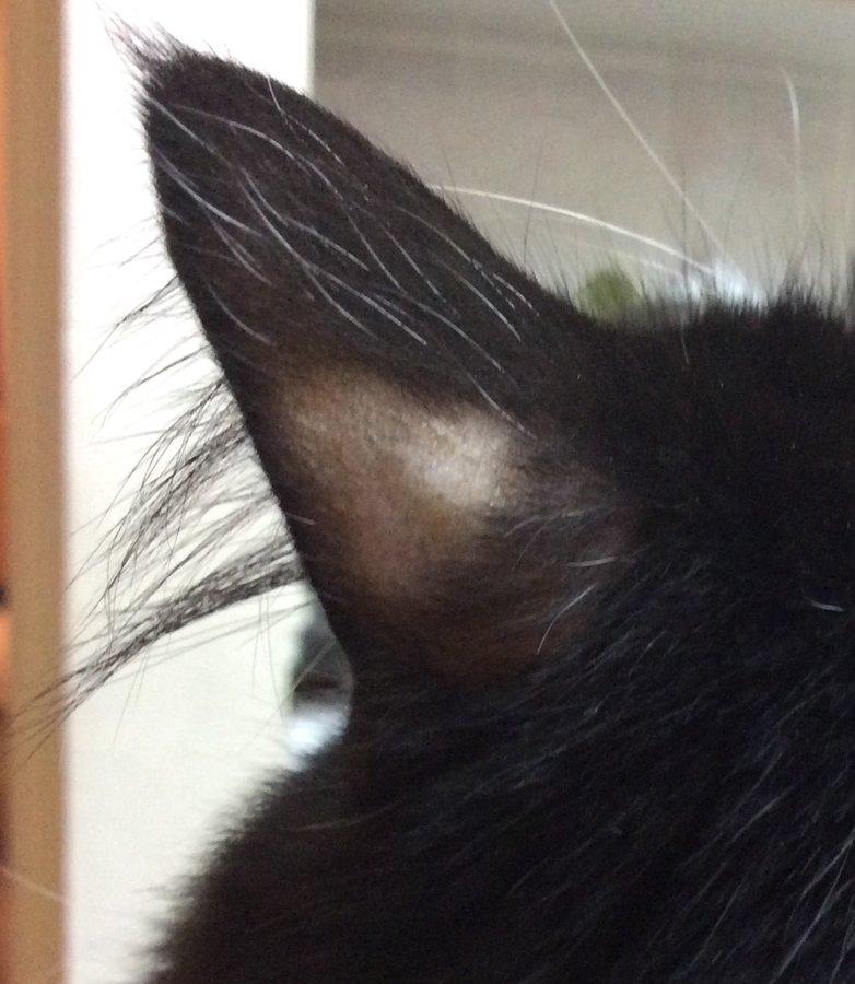 Exploring Cat Alopecia on Ears