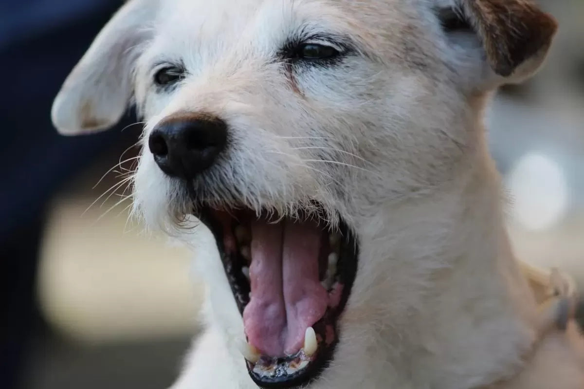 Why Do Dogs Yawn