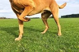 Dog Limping: Causes, Symptoms, and Treatment