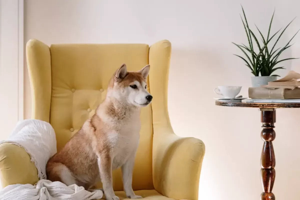 Are Snake Plants Toxic To Dogs
