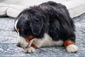 Dog Keeps Licking Paw But Nothing There: Exploring the Truth