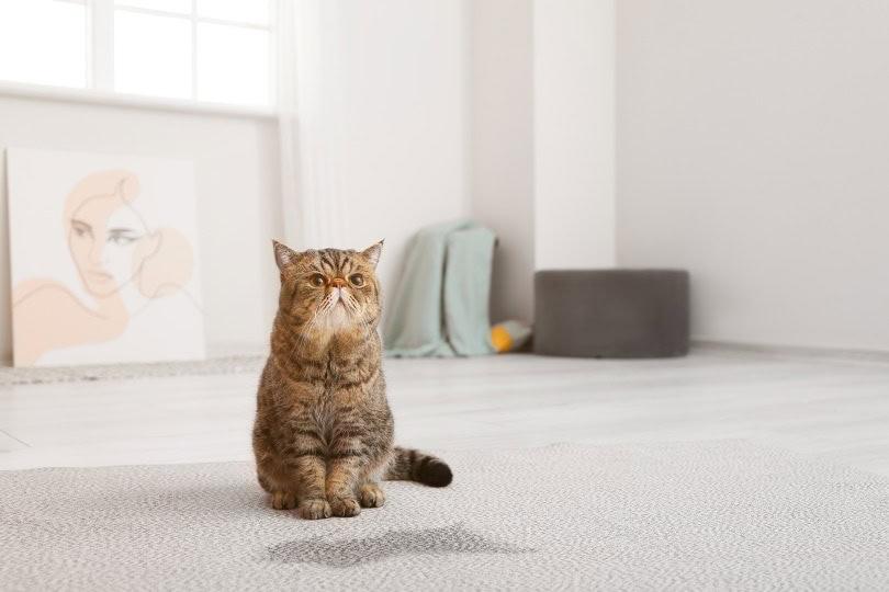 How to Spot Cat Urine​