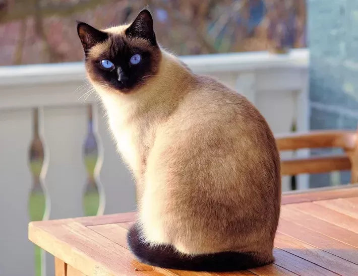 Are Siamese Cats Cross Eyed